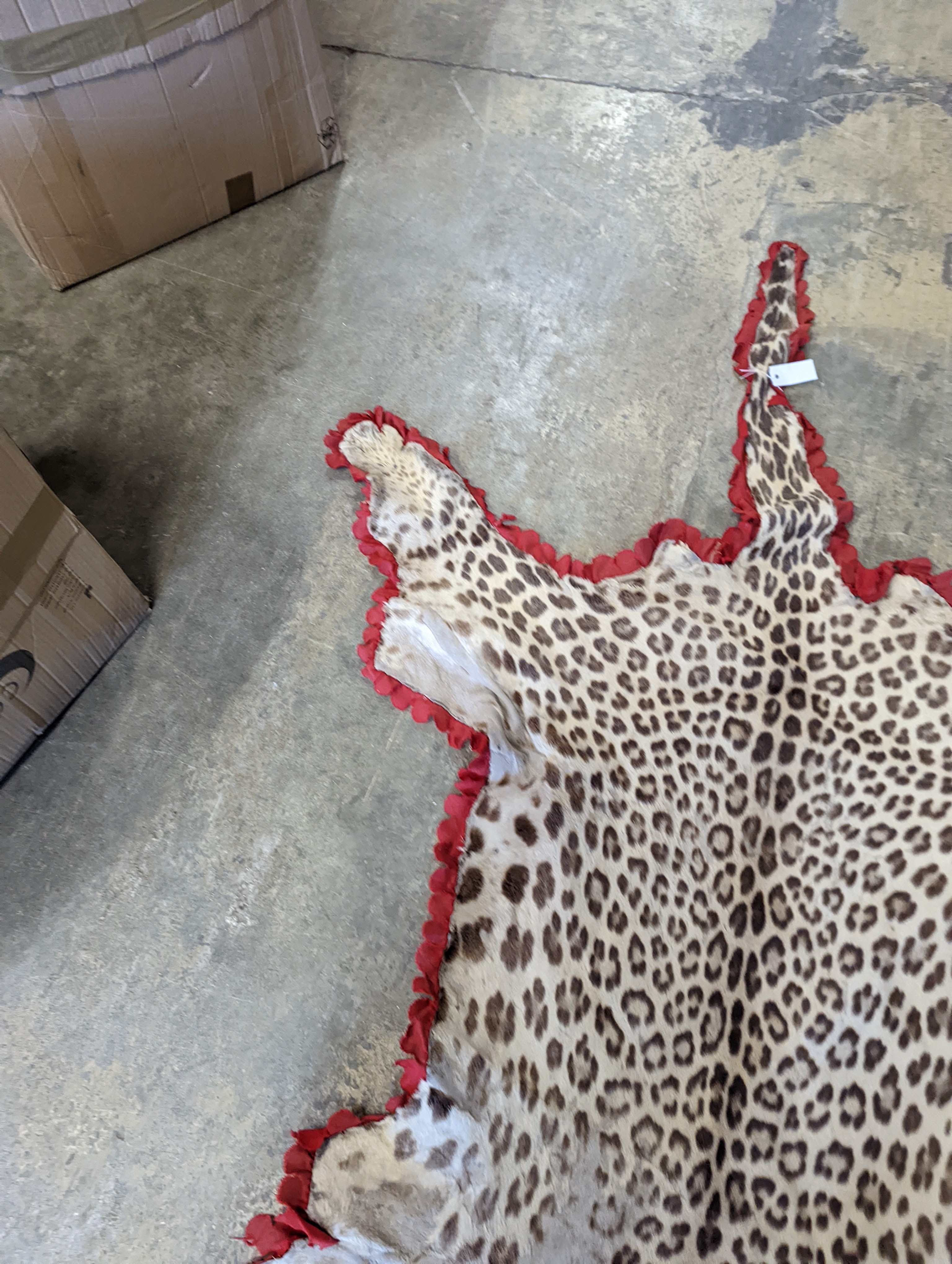 Taxidermy - a Leopard skin rug with head and stitched felt border, nose to tail 215cm